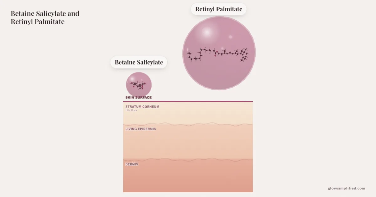 Betaine Salicylate and Retinyl Palmitate meeting on a cross-section of skin