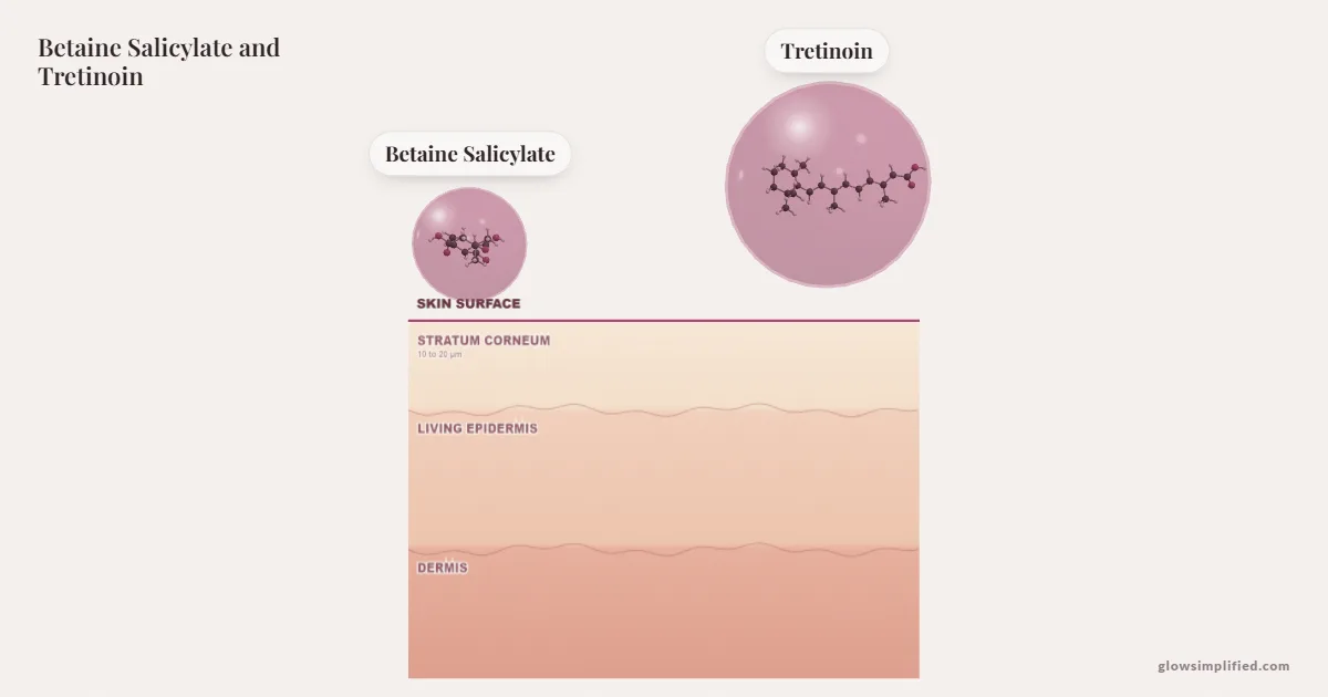 Betaine Salicylate and Tretinoin meeting on a cross-section of skin