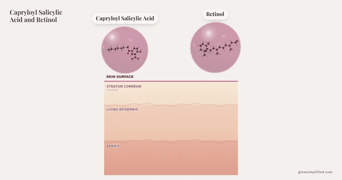 Capryloyl Salicylic Acid and Retinol meeting on a cross-section of skin