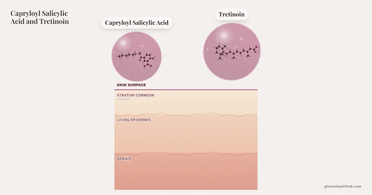 Capryloyl Salicylic Acid and Tretinoin meeting on a cross-section of skin