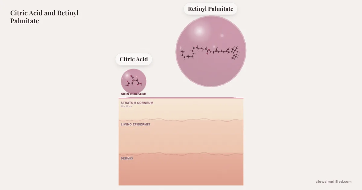 Citric Acid and Retinyl Palmitate meeting on a cross-section of skin