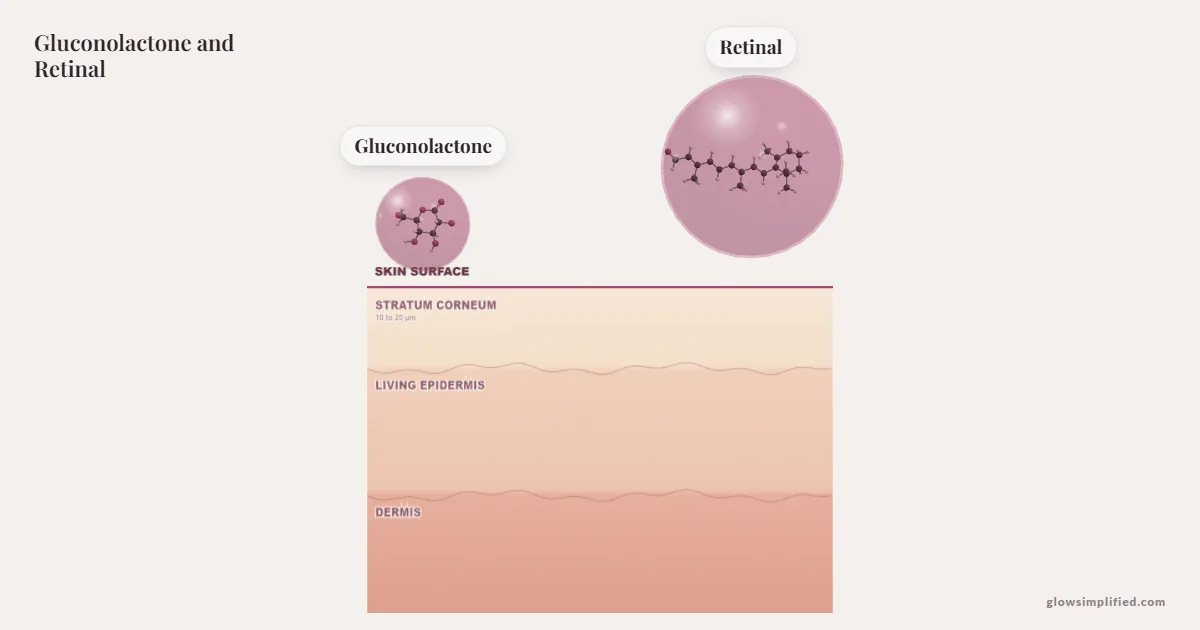 Gluconolactone and Retinal meeting on a cross-section of skin