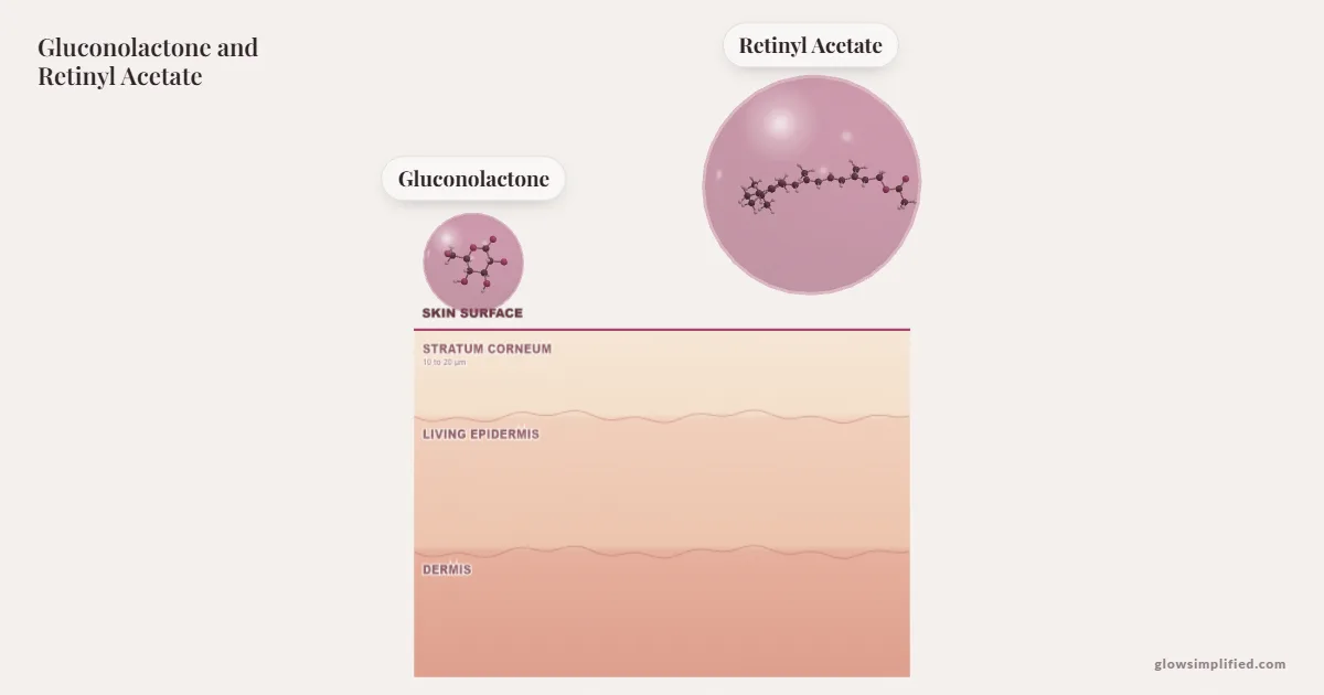 Gluconolactone and Retinyl Acetate meeting on a cross-section of skin