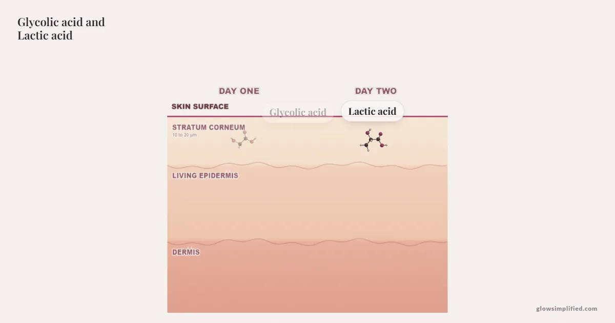 Glycolic acid and Lactic acid meeting on a cross-section of skin