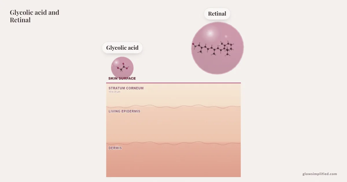 Glycolic acid and Retinal meeting on a cross-section of skin