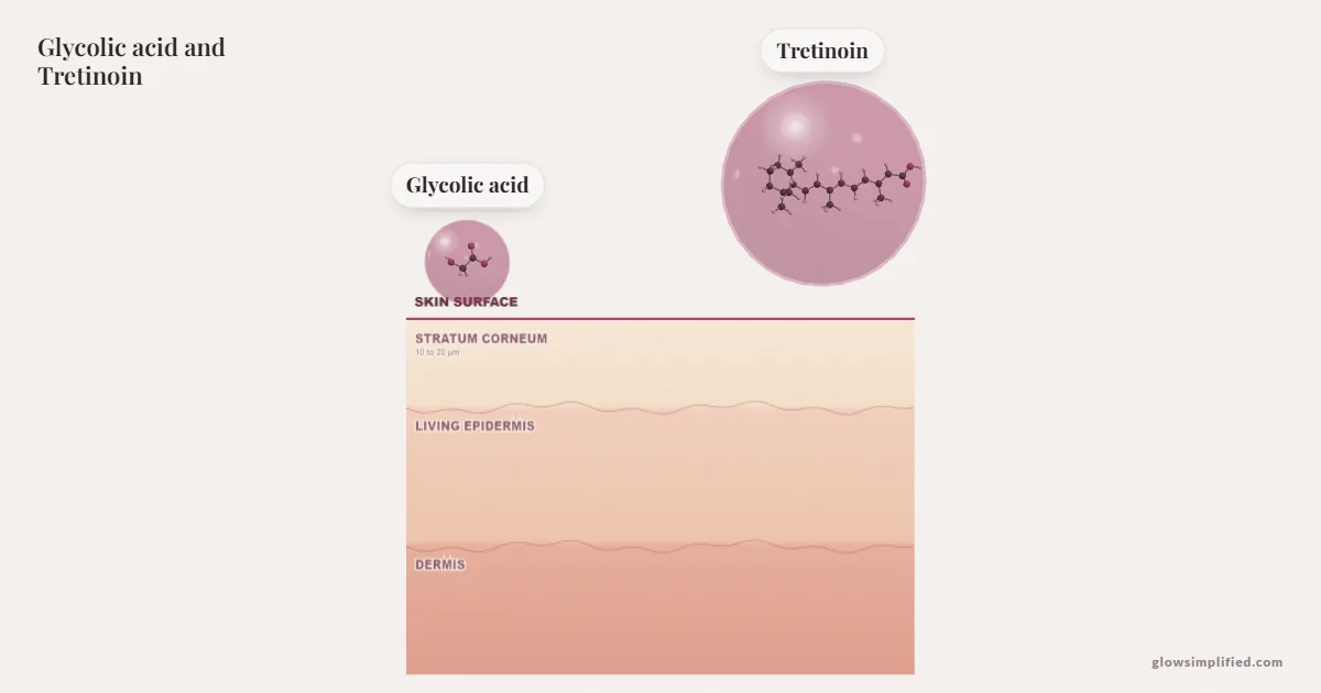 Glycolic acid and Tretinoin meeting on a cross-section of skin