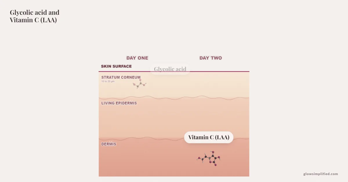 Glycolic acid and Vitamin C (LAA) meeting on a cross-section of skin