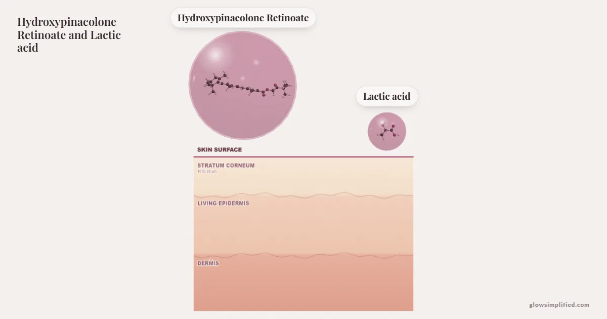 Hydroxypinacolone Retinoate and Lactic acid meeting on a cross-section of skin