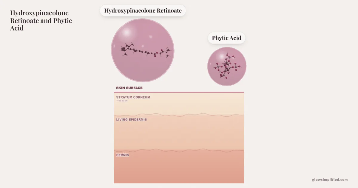 Hydroxypinacolone Retinoate and Phytic Acid meeting on a cross-section of skin