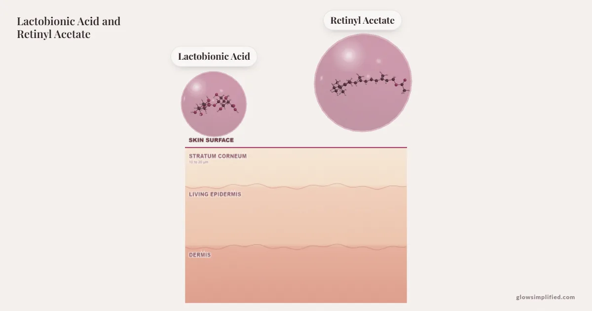 Lactobionic Acid and Retinyl Acetate meeting on a cross-section of skin