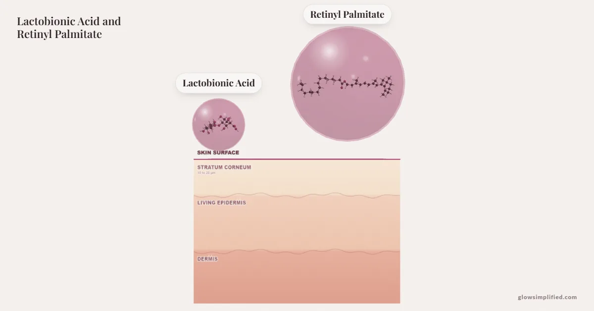Lactobionic Acid and Retinyl Palmitate meeting on a cross-section of skin