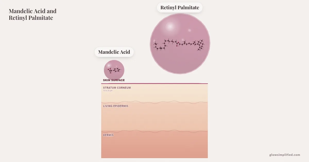 Mandelic Acid and Retinyl Palmitate meeting on a cross-section of skin