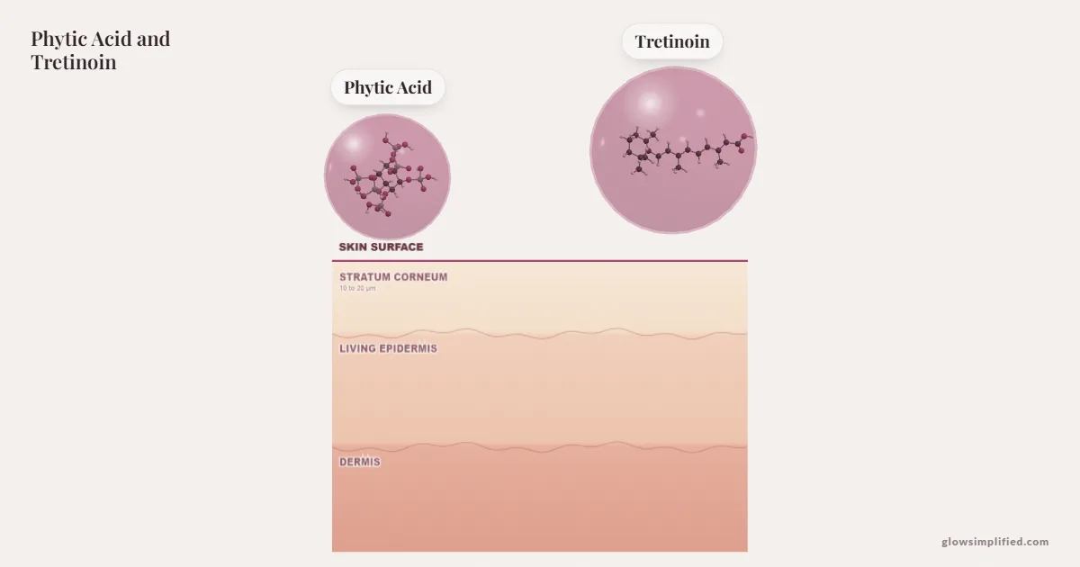 Phytic Acid and Tretinoin meeting on a cross-section of skin
