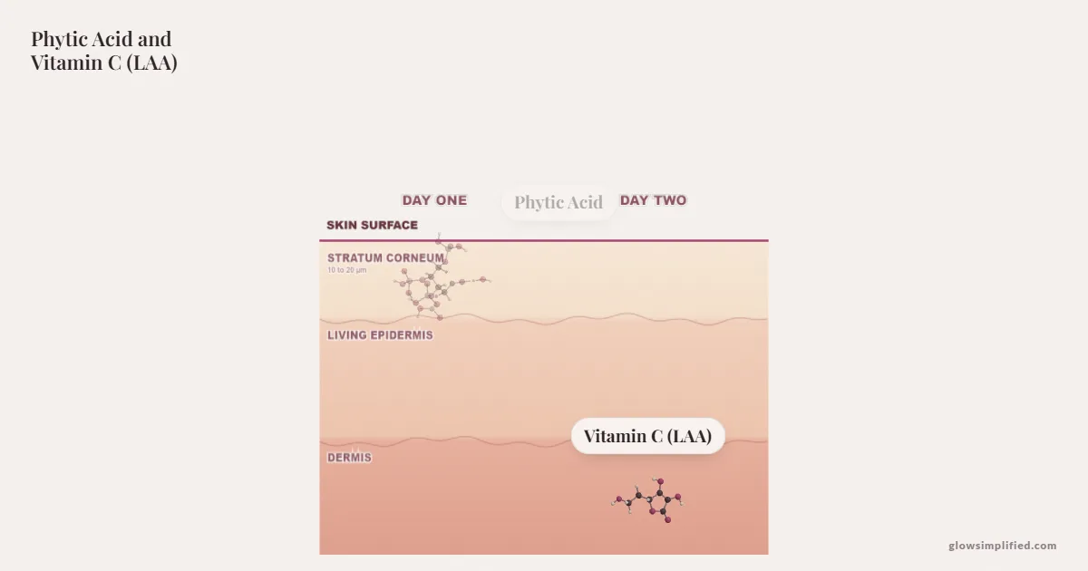 Phytic Acid and Vitamin C (LAA) meeting on a cross-section of skin