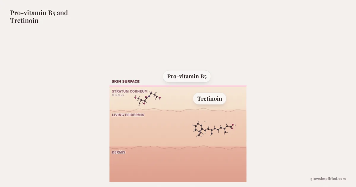 Pro-vitamin B5 and Tretinoin meeting on a cross-section of skin