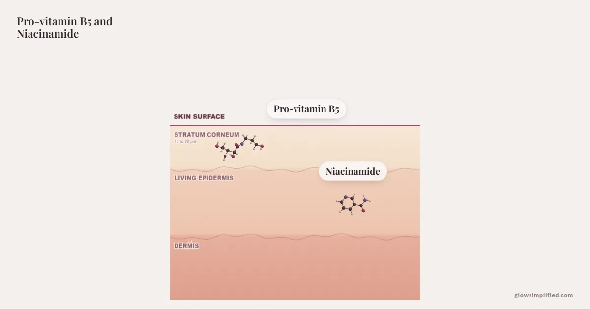 Pro-vitamin B5 and Niacinamide meeting on a cross-section of skin