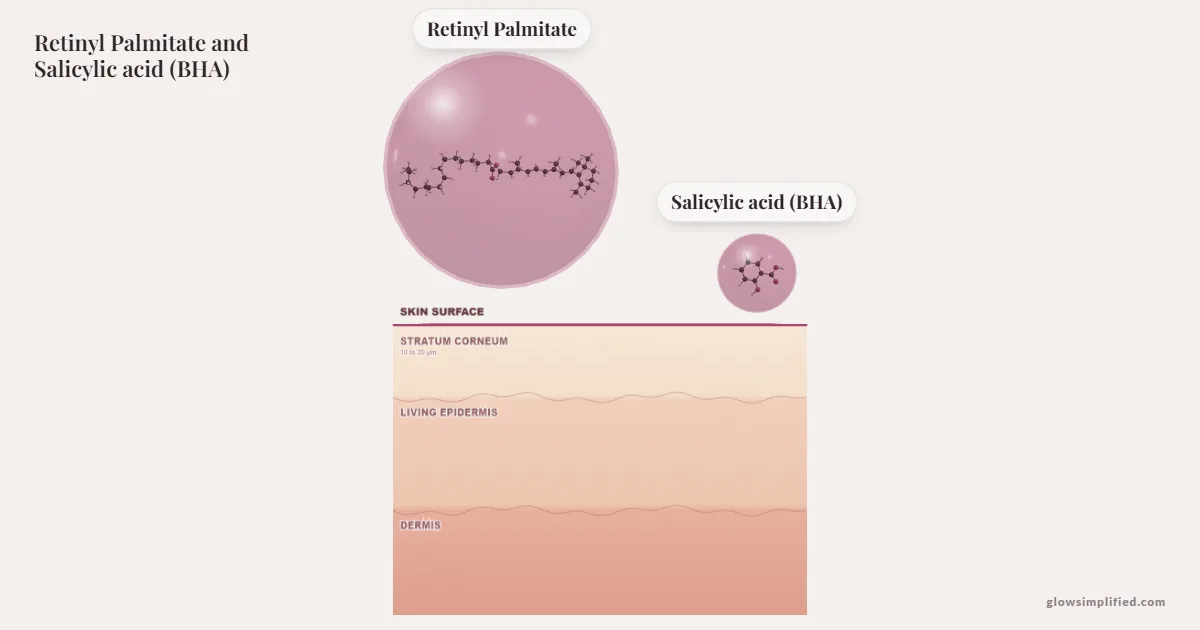 Retinyl Palmitate and Salicylic acid (BHA) meeting on a cross-section of skin