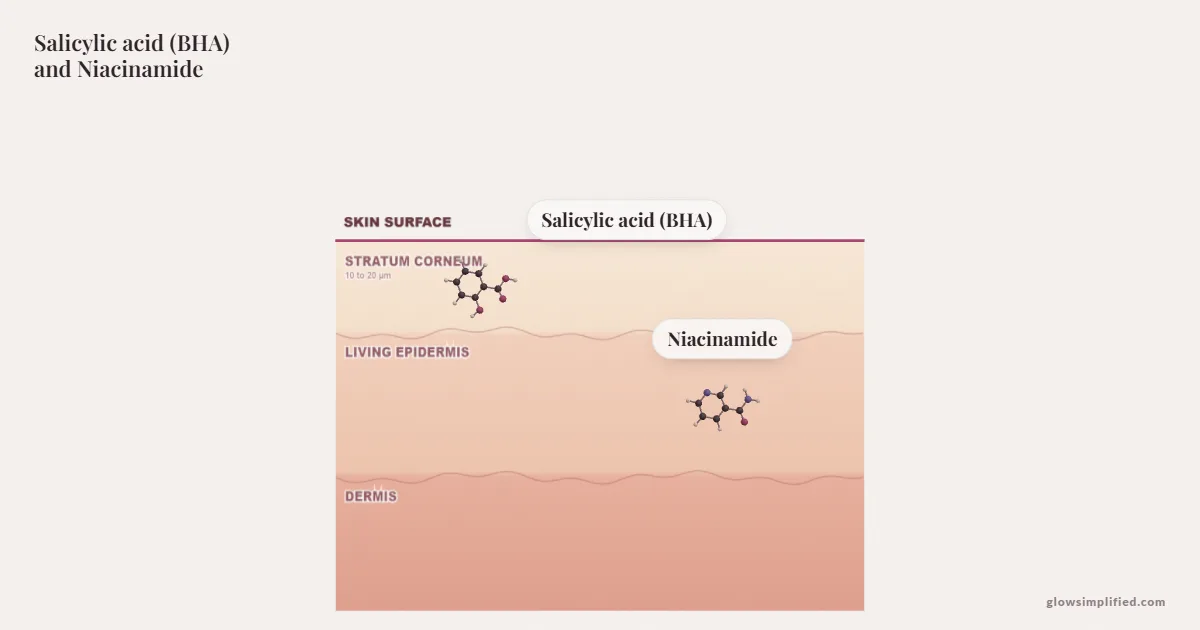 Salicylic acid (BHA) and Niacinamide meeting on a cross-section of skin