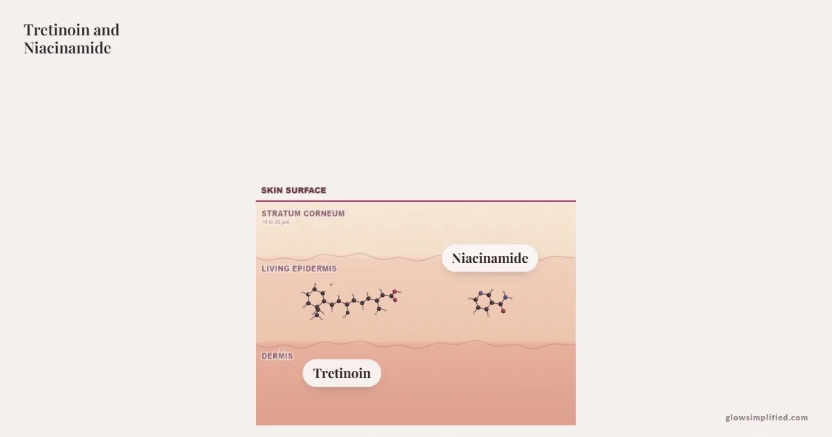 Tretinoin and Niacinamide meeting on a cross-section of skin
