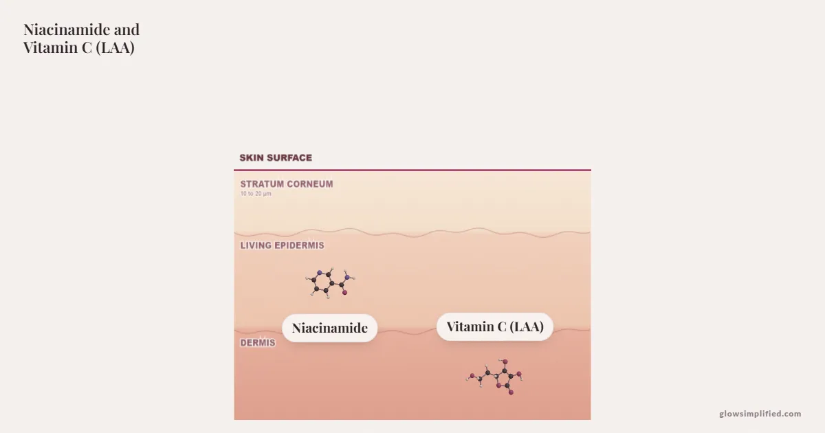 Niacinamide and Vitamin C (LAA) meeting on a cross-section of skin