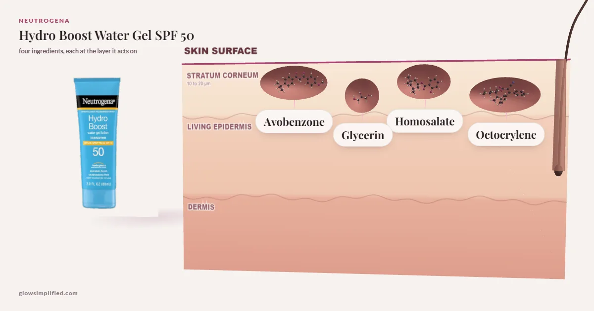 Neutrogena Hydro Boost Water Gel SPF 50: Avobenzone, Glycerin, Homosalate, Octocrylene drawn in a cross-section of skin, each at the layer it acts on