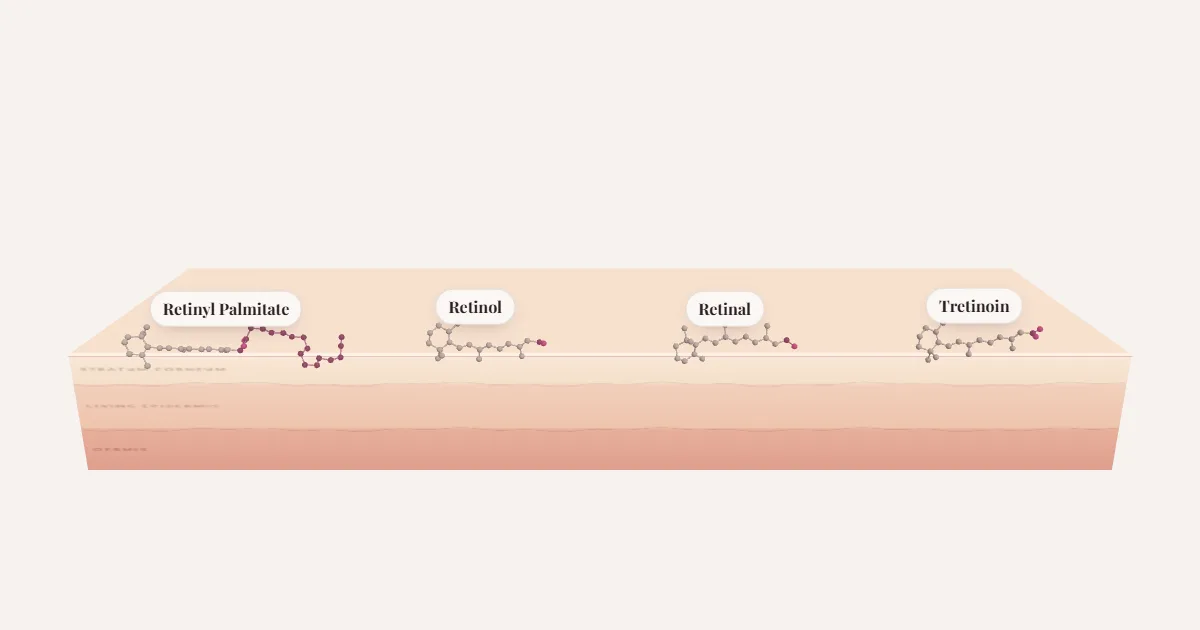 Retinyl Palmitate, Retinol, Retinal, Tretinoin, the same molecule four times with a different end, standing on a cross-section of skin.