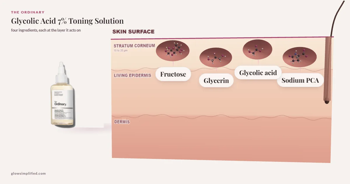 The Ordinary Glycolic Acid 7% Toning Solution: Fructose, Glycerin, Glycolic acid, Sodium PCA drawn in a cross-section of skin, each at the layer it acts on
