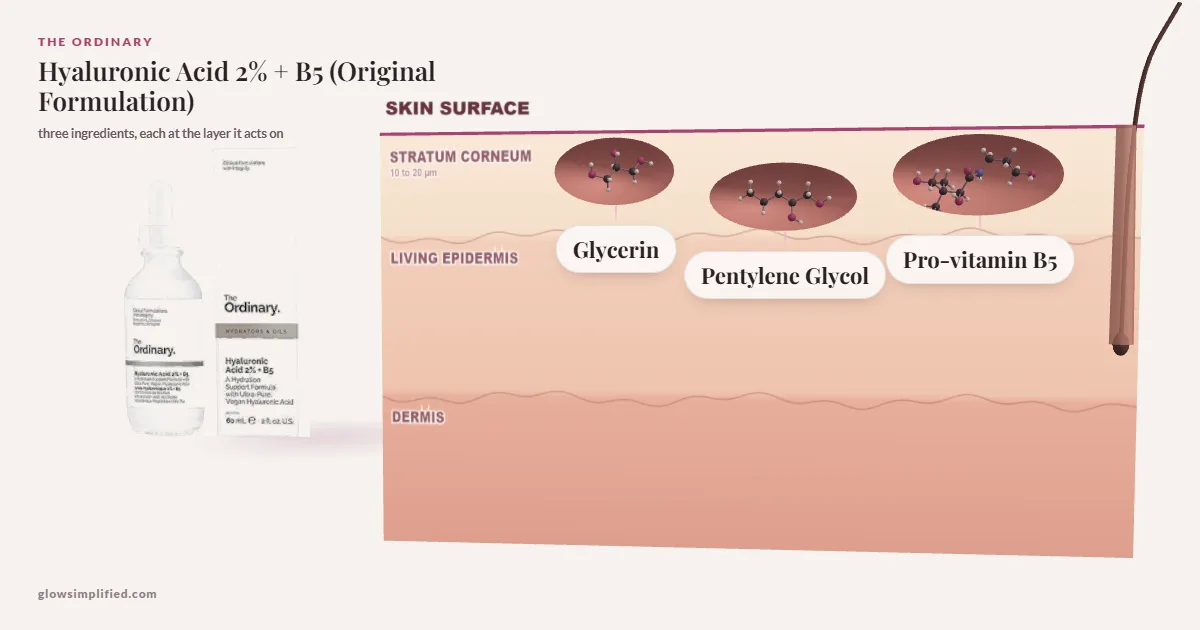 The Ordinary Hyaluronic Acid 2% + B5 (Original Formulation): Glycerin, Pentylene Glycol, Pro-vitamin B5 drawn in a cross-section of skin, each at the layer it acts on