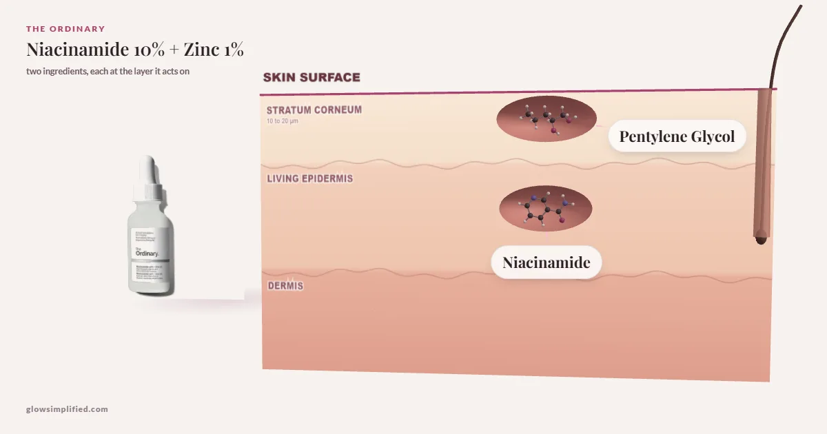 The Ordinary Niacinamide 10% + Zinc 1%: Pentylene Glycol, Niacinamide drawn in a cross-section of skin, each at the layer it acts on