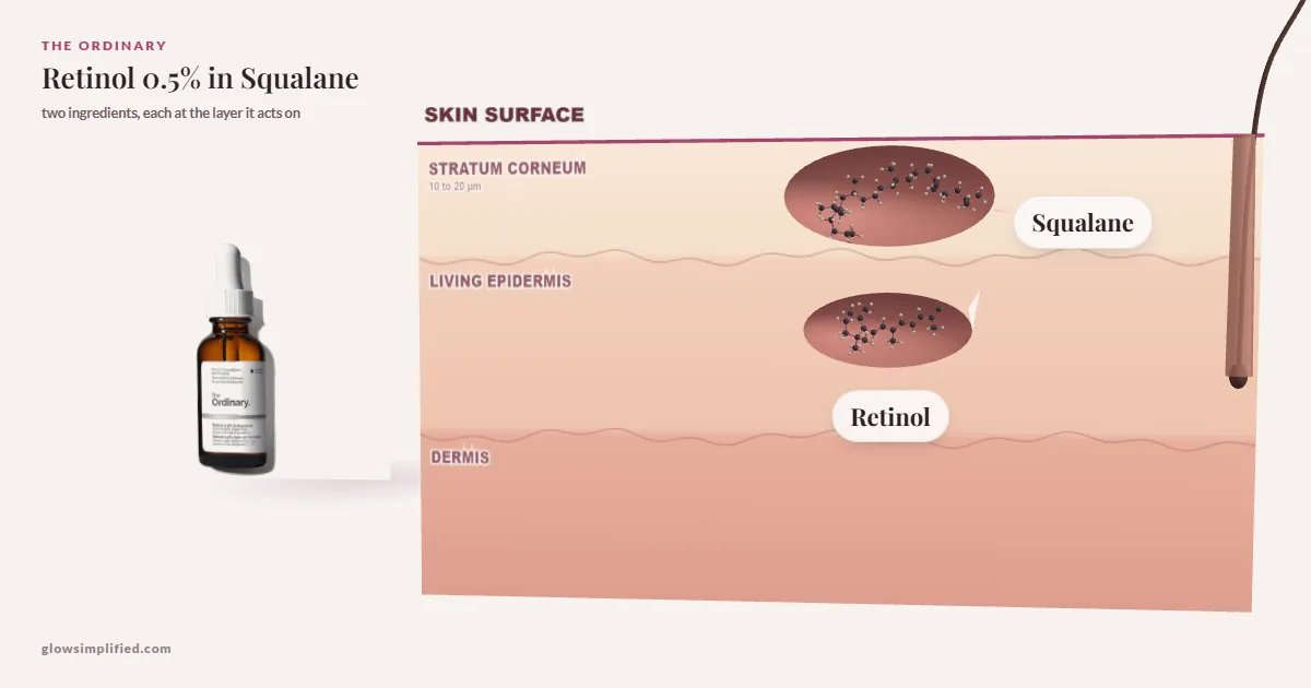 The Ordinary Retinol 0.5% in Squalane: Squalane, Retinol drawn in a cross-section of skin, each at the layer it acts on