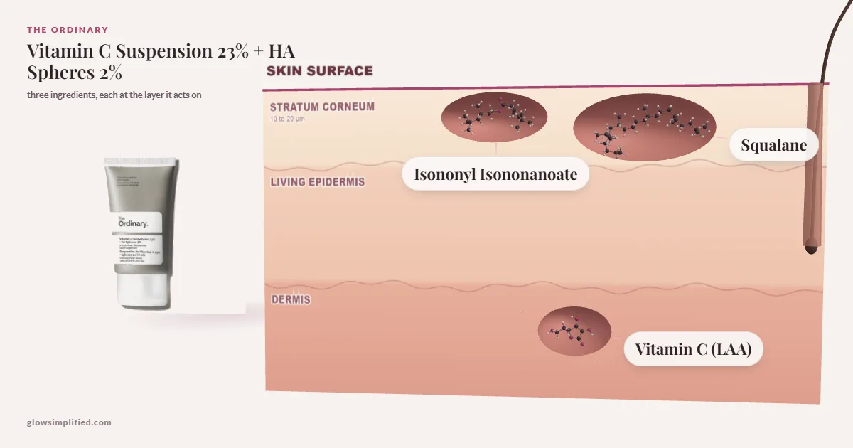 The Ordinary Vitamin C Suspension 23% + HA Spheres 2%: Isononyl Isononanoate, Squalane, Vitamin C (LAA) drawn in a cross-section of skin, each at the layer it acts on