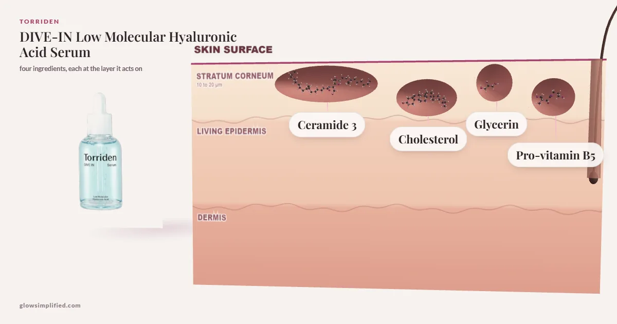 Torriden DIVE-IN Low Molecular Hyaluronic Acid Serum: Ceramide 3, Cholesterol, Glycerin, Pro-vitamin B5 drawn in a cross-section of skin, each at the layer it acts on